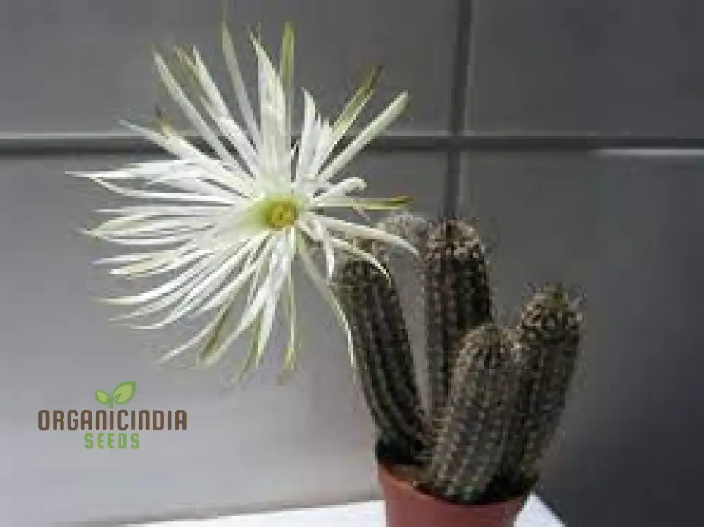 Cactus Seeds - Echinopsis Mirabilis Seeds for Planting - Image 3