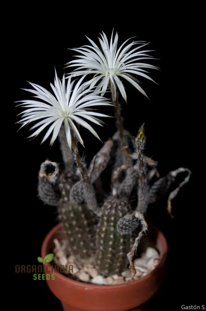 Cactus Seeds - Echinopsis Mirabilis Seeds for Planting - Image 4