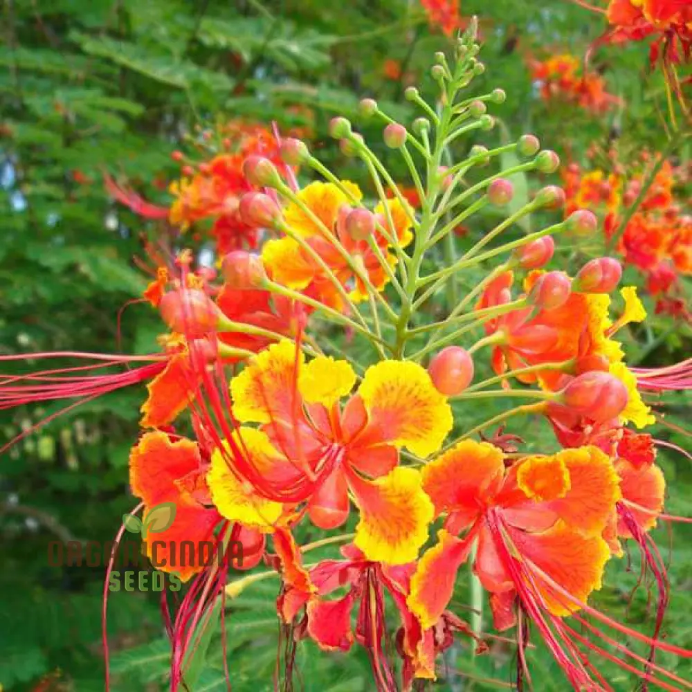 Caesalpinia Pulcherrima Flowering Seeds For Planting,Cultivate Vibrant Blooms