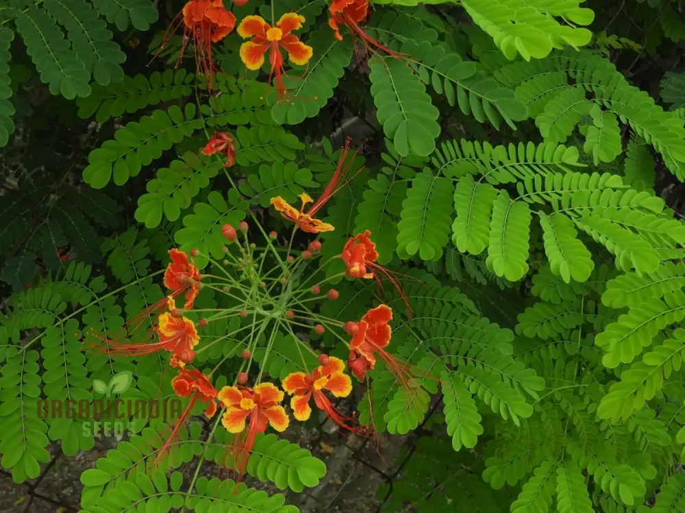 Caesalpinia Pulcherrima Flowering Seeds For Planting,Cultivate Vibrant Blooms - Image 3