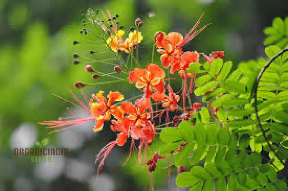 Caesalpinia Pulcherrima Flowering Seeds For Planting,Cultivate Vibrant Blooms - Image 4