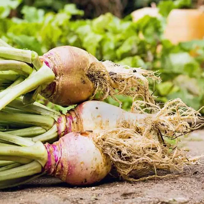 Cairns Family Heirloom Rutabaga Seeds - Preserve Tradition with Flavorful Rutabagas from the Cairns Family Heirloom Line