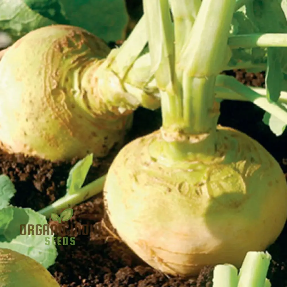 Cairns Family Heirloom Rutabaga Seeds - Preserve Tradition with Flavorful Rutabagas from the Cairns Family Heirloom Line - Image 3