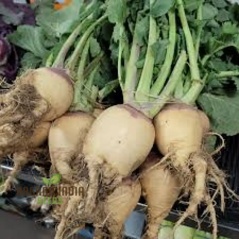 Cairns Family Heirloom Rutabaga Seeds - Preserve Tradition with Flavorful Rutabagas from the Cairns Family Heirloom Line - Image 4