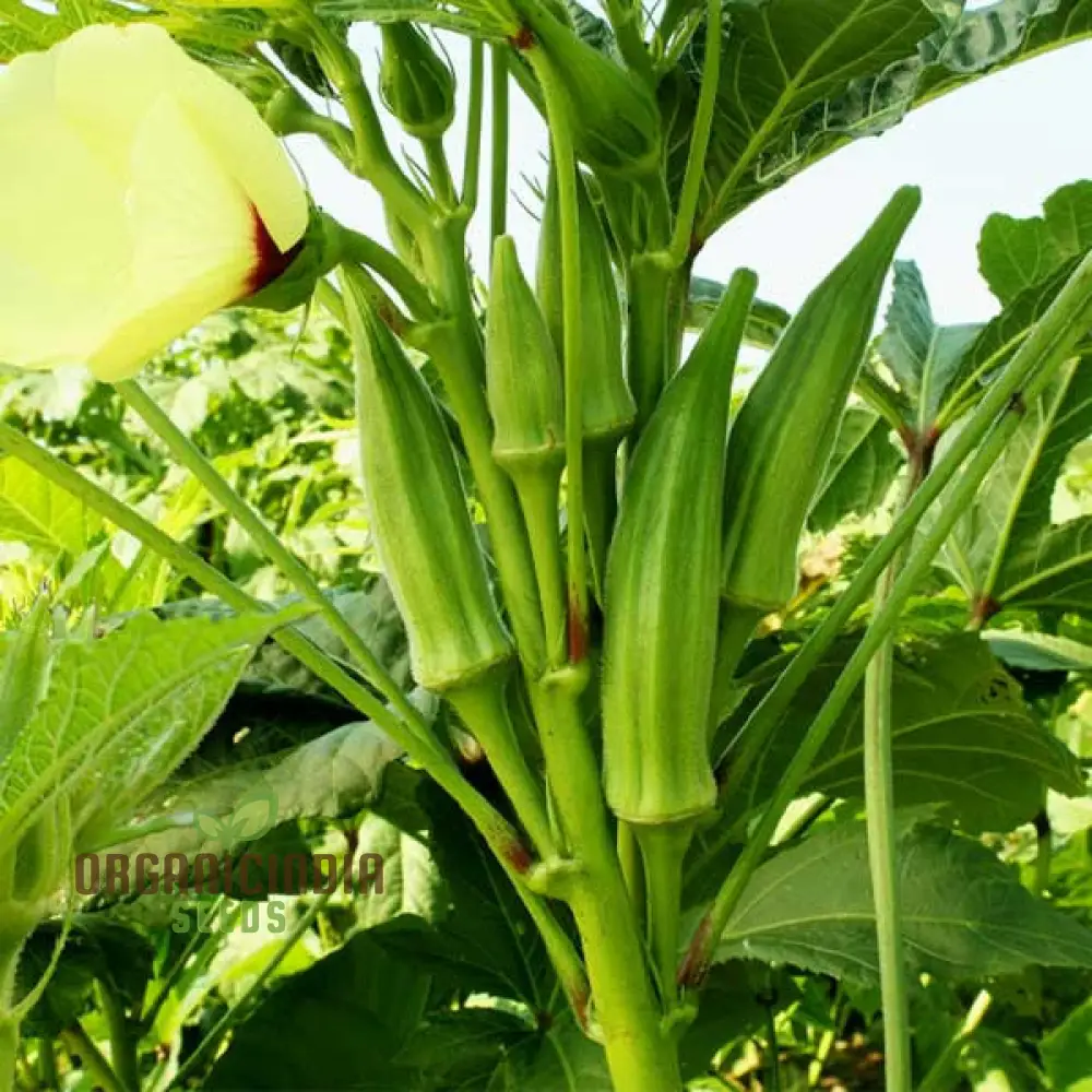 Cajun Jewel Okra , Growing Guide and Tips for Vegetable Seeds
