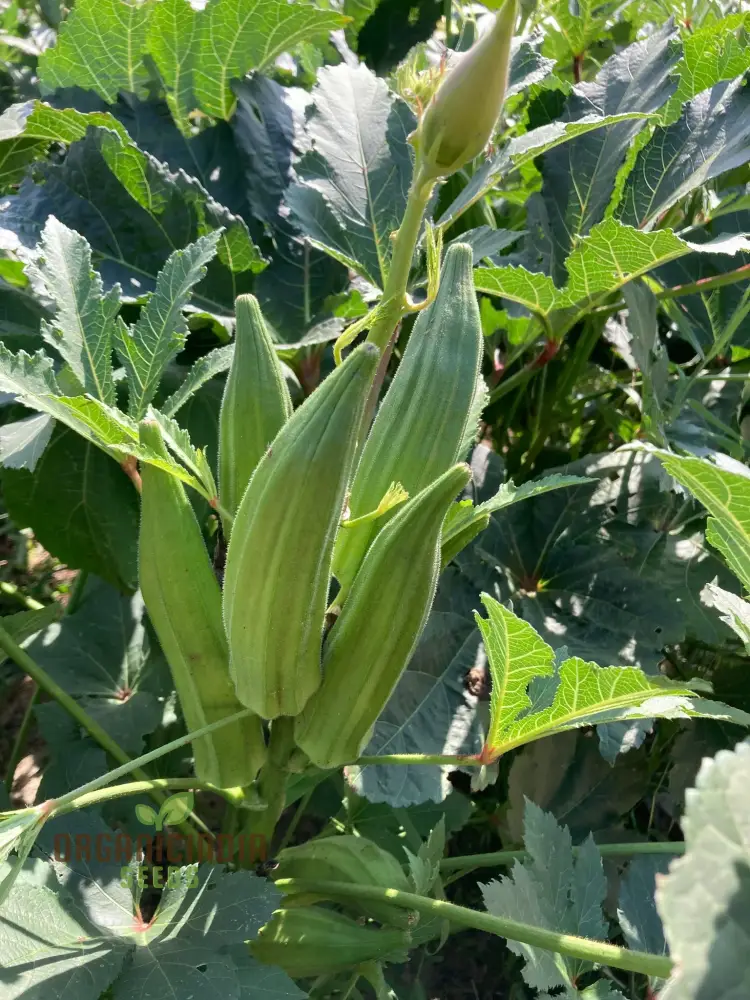 Cajun Jewel Okra , Growing Guide and Tips for Vegetable Seeds - Image 4