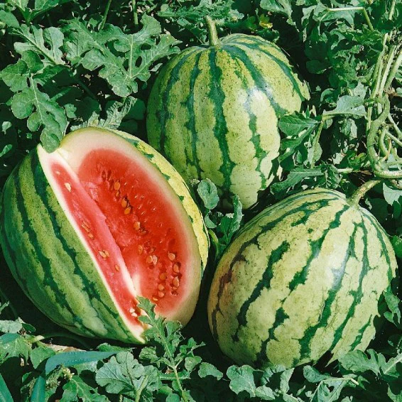 CAL Sweet Supreme Watermelon Fruit Seeds - Image 2
