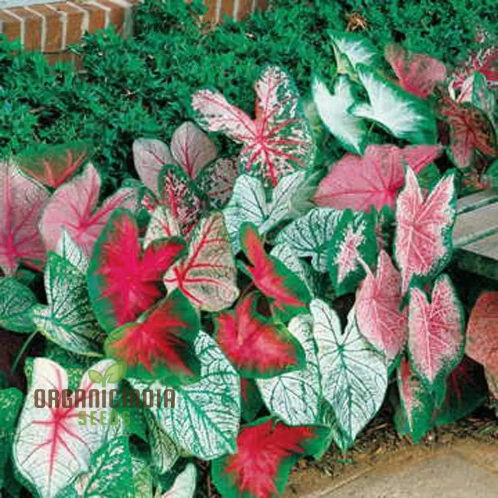 Caladium Burnt Rose Seeds – Colorful Foliage Plant for Shaded Gardens & Containers - Image 2