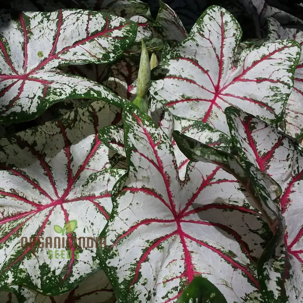 Caladium Burnt Rose Seeds – Colorful Foliage Plant for Shaded Gardens & Containers - Image 3