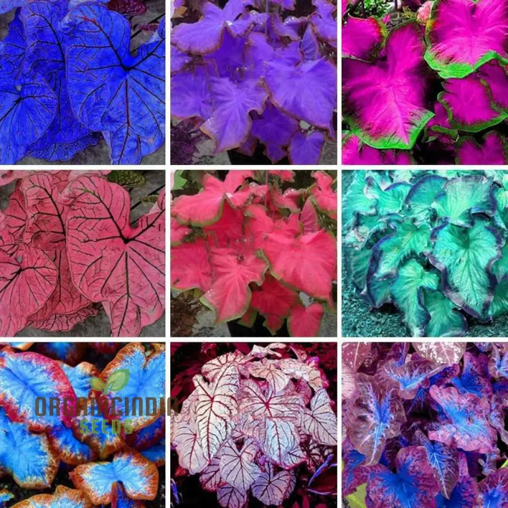 Caladium Rainbow Mix Seeds – Colorful Shade Foliage for Gardens & Containers