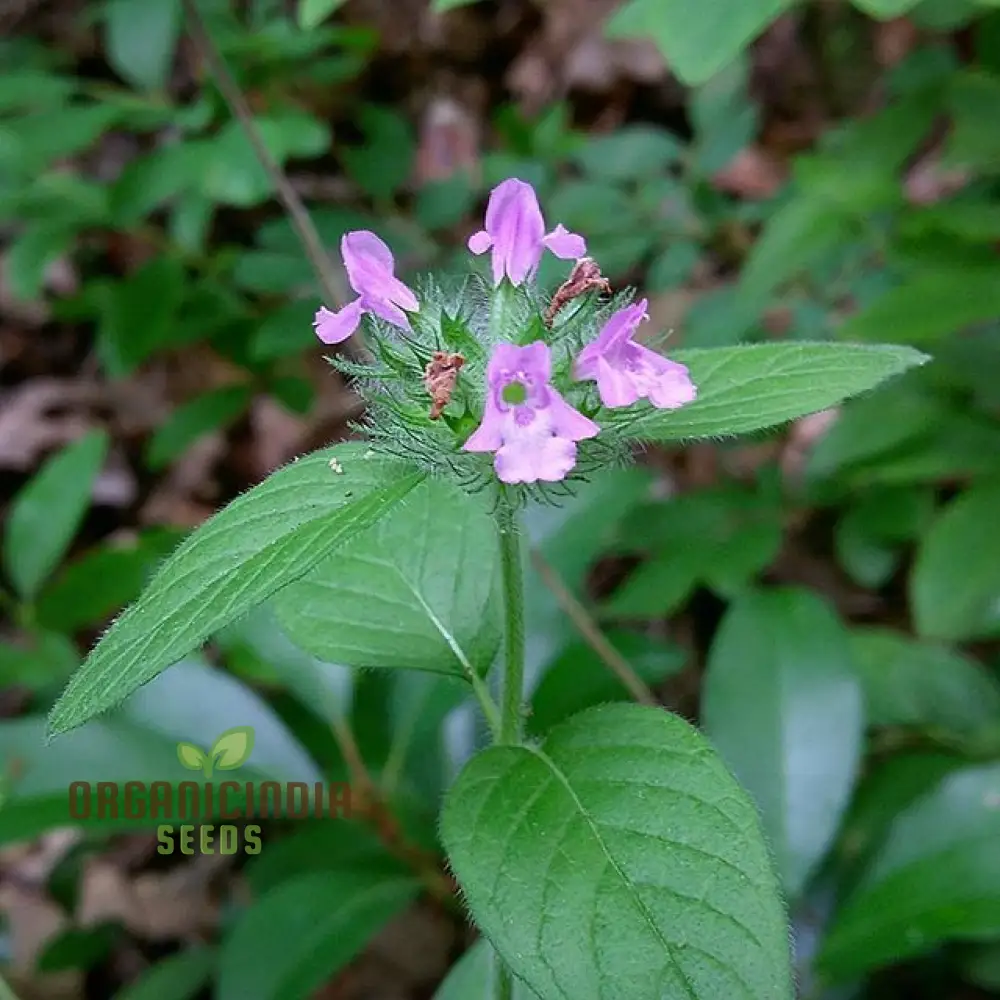 Calamintha Clinopodium Flower Seeds for Planting, Cultivating Fragrant Blooms with Expert Planting