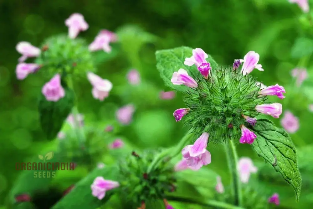 Calamintha Clinopodium Flower Seeds for Planting, Cultivating Fragrant Blooms with Expert Planting - Image 3