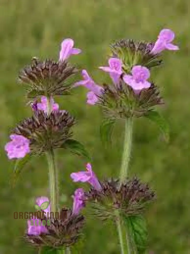 Calamintha Clinopodium Flower Seeds for Planting, Cultivating Fragrant Blooms with Expert Planting - Image 4