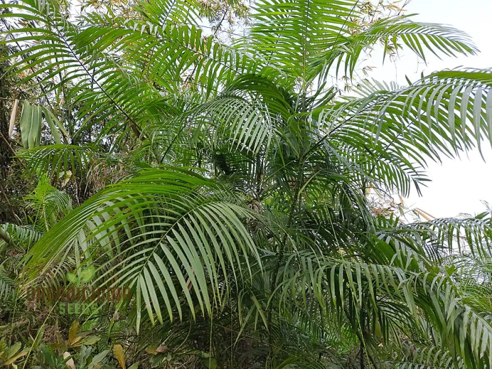 Calamus viminalis Planting Seeds, Cultivating Hardy Plants with Expert Planting and Gardening