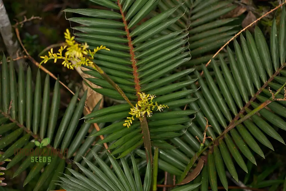 Calamus viminalis Planting Seeds, Cultivating Hardy Plants with Expert Planting and Gardening - Image 3
