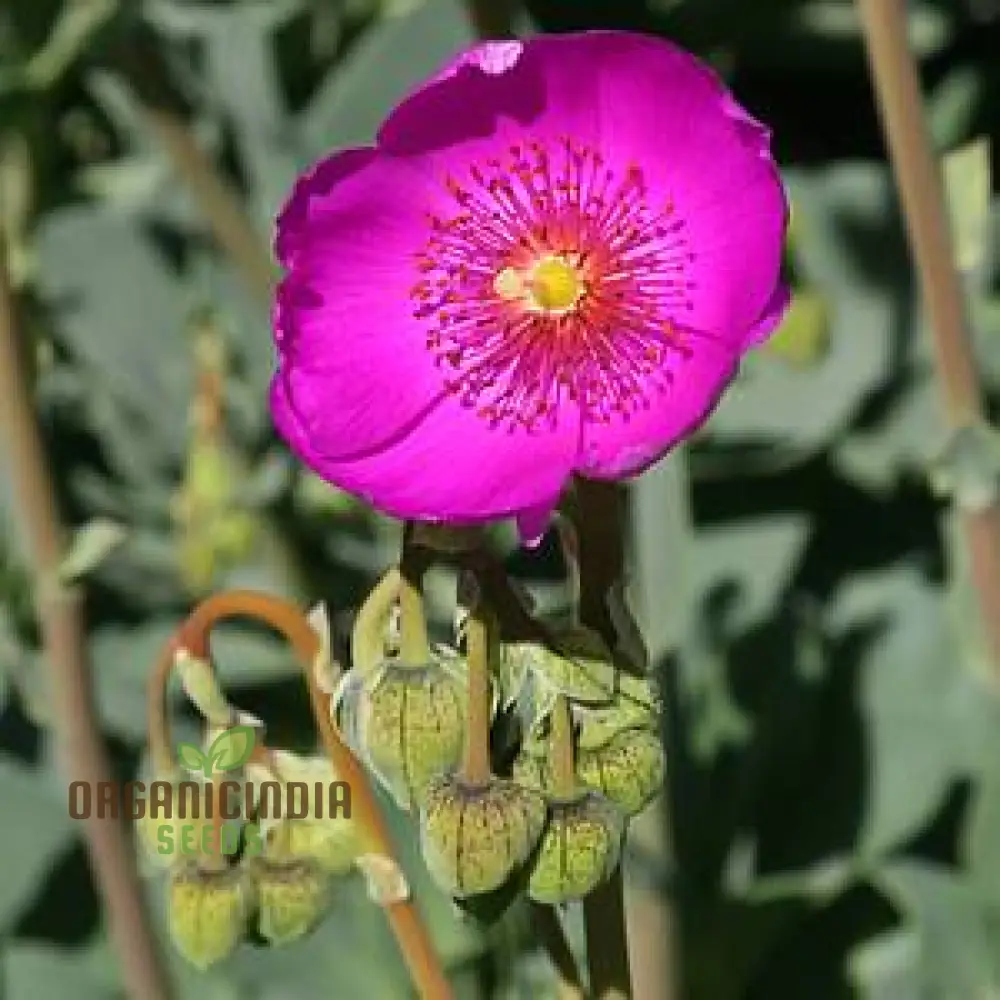 Calandrinia Grandiflora Seeds – Rock Purslane Variety for Vibrant Garden Blooms