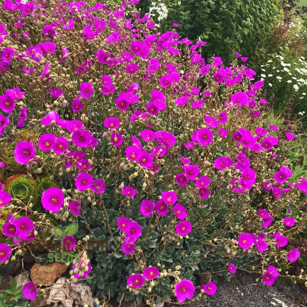 Calandrinia Grandiflora Seeds – Rock Purslane Variety for Vibrant Garden Blooms - Image 3