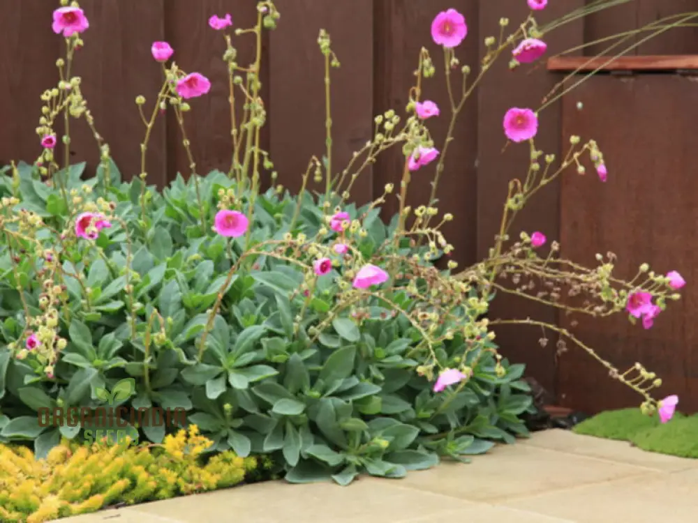 Calandrinia Grandiflora Seeds – Rock Purslane Variety for Vibrant Garden Blooms - Image 4