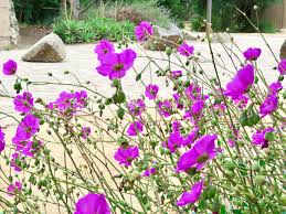 Calandrinia Grandiflora Seeds – Rock Purslane Variety for Vibrant Garden Blooms - Image 5