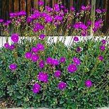 Calandrinia Grandiflora Seeds – Rock Purslane Variety for Vibrant Garden Blooms - Image 6