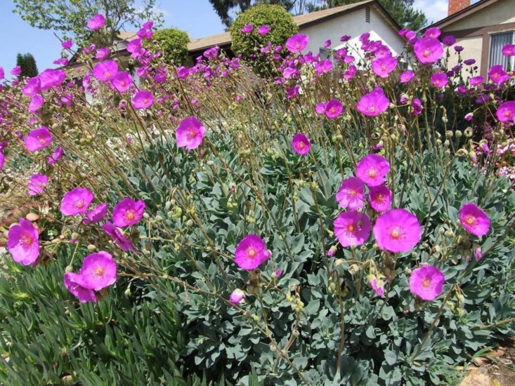 Calandrinia Grandiflora Seeds – Rock Purslane Variety for Vibrant Garden Blooms - Image 7