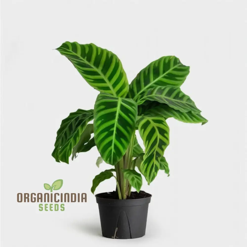 Calathea Plant Seeds, Grow Your Own Stunning Tropical Foliage with Premium Calathea Seeds for Planting and Gardening