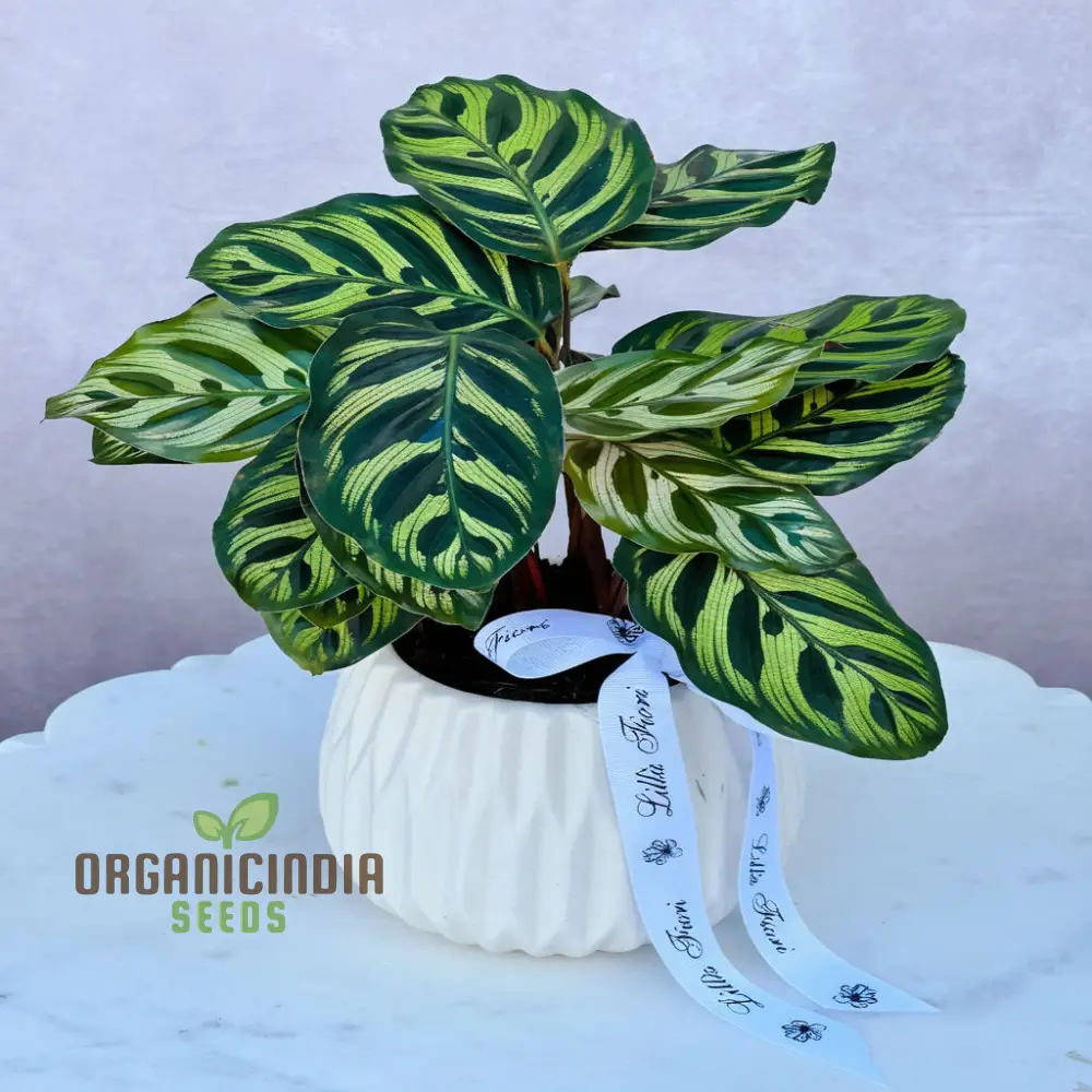Calathea Plant Seeds, Grow Your Own Stunning Tropical Foliage with Premium Calathea Seeds for Planting and Gardening - Image 2
