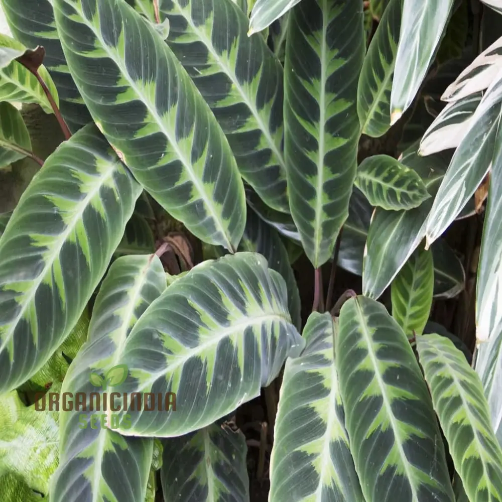 Calathea Plant Seeds, Grow Your Own Stunning Tropical Foliage with Premium Calathea Seeds for Planting and Gardening - Image 3