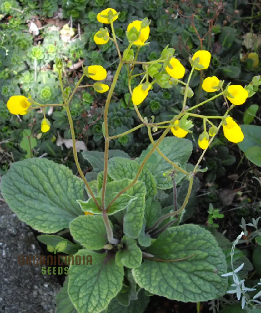 Calceolaria Andina Flower Seeds for Planting, Cultivating Beautiful Blooms in Your Garden