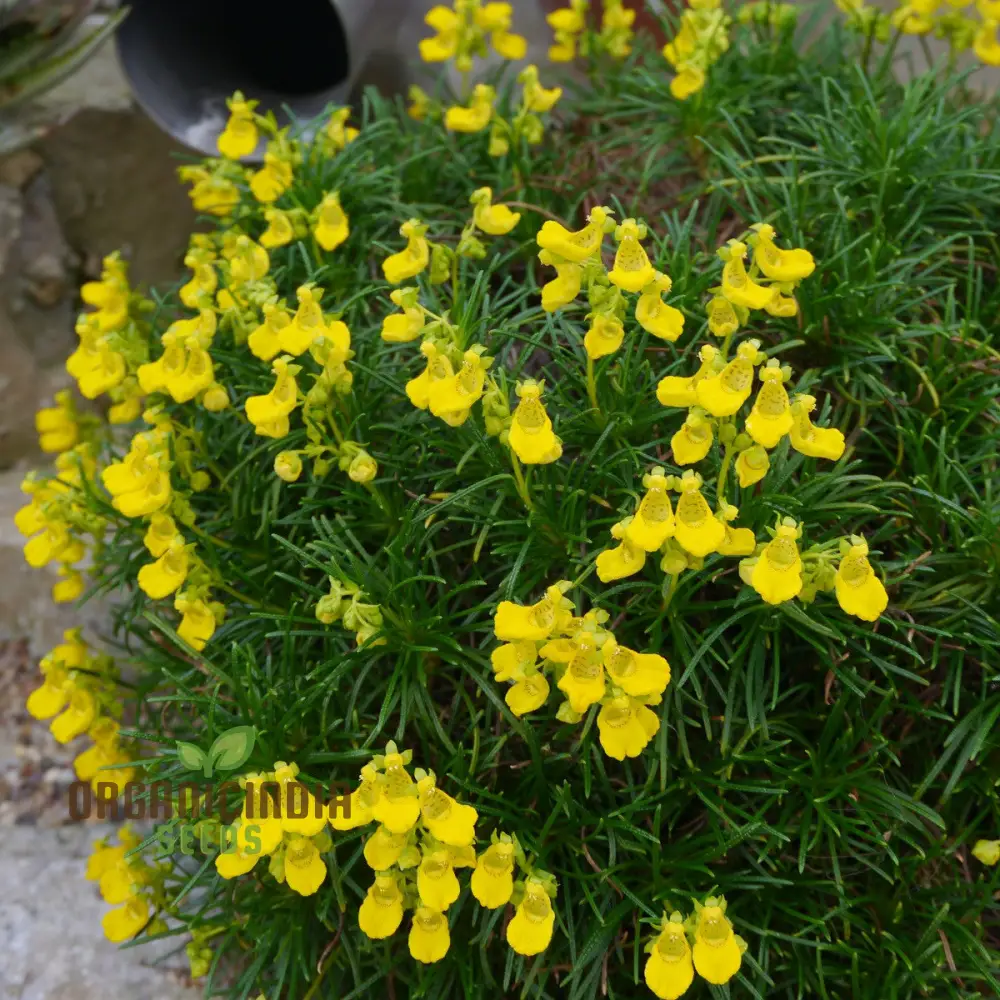 Calceolaria Andina Flower Seeds for Planting, Cultivating Beautiful Blooms in Your Garden - Image 3