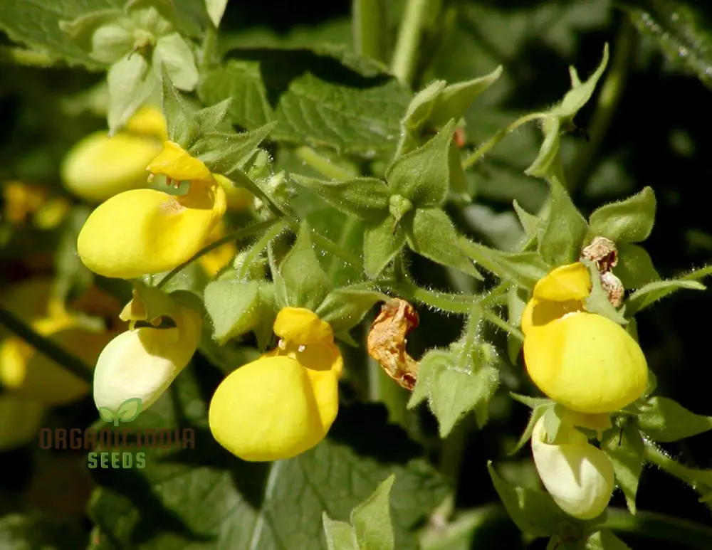 Calceolaria Andina Flower Seeds for Planting, Cultivating Beautiful Blooms in Your Garden - Image 4