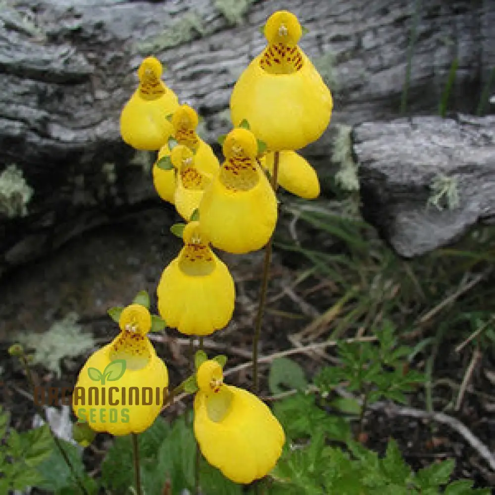 Calceolaria falklandica Flower Seeds for Planting, Growing Unique and Beautiful Blooms with Expert Planting and Gardening