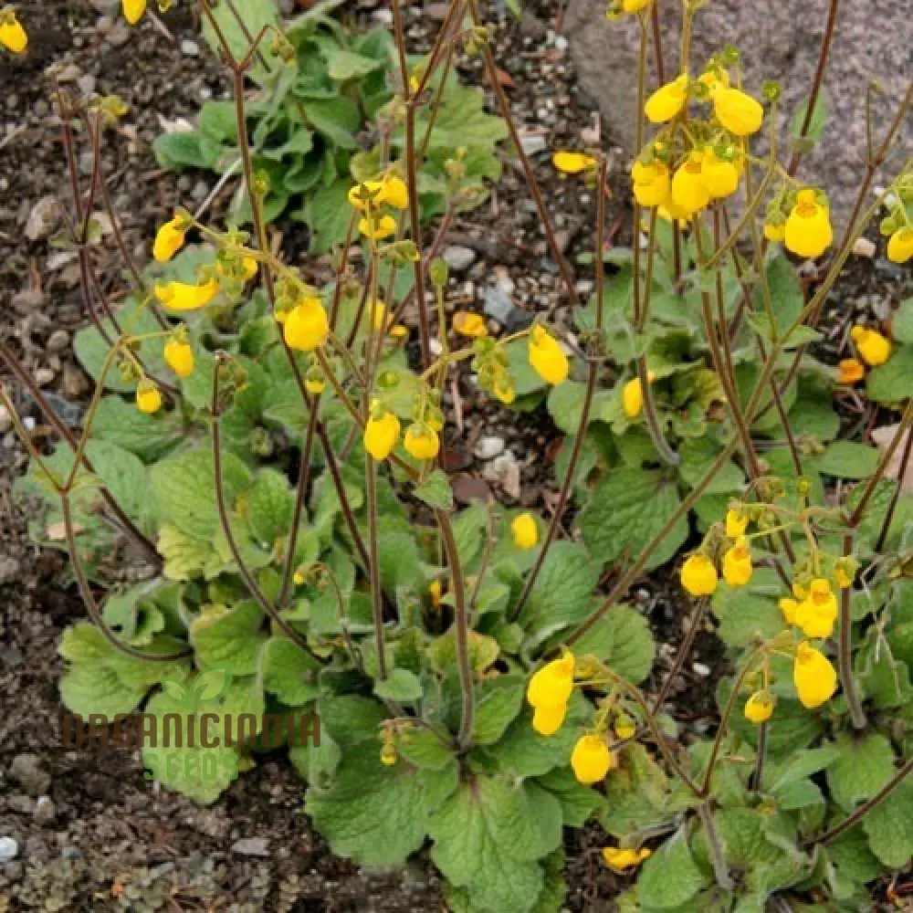 Calceolaria falklandica Flower Seeds for Planting, Growing Unique and Beautiful Blooms with Expert Planting and Gardening - Image 3