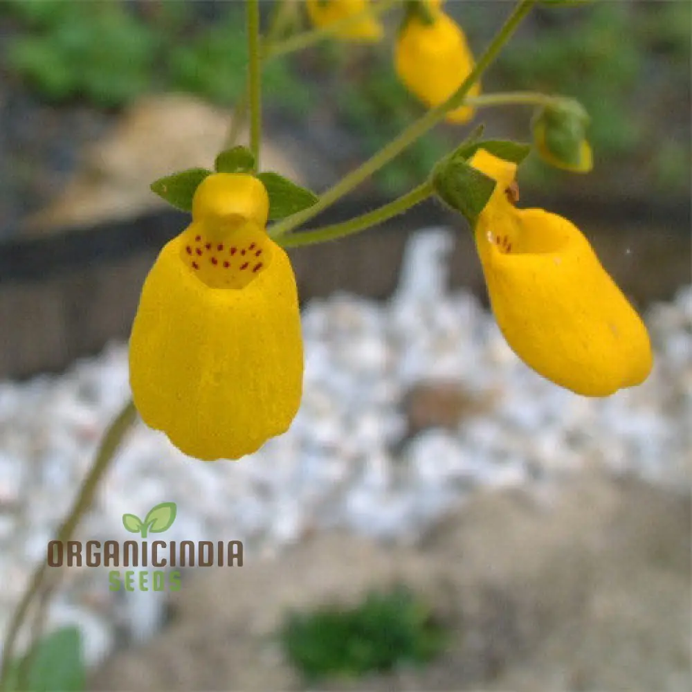 Calceolaria falklandica Flower Seeds for Planting, Growing Unique and Beautiful Blooms with Expert Planting and Gardening - Image 4