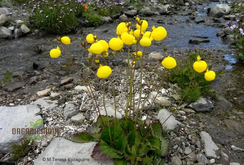 Calceolaria filicaulis Flower Seeds for Planting, Cultivating Delicate and Stunning Blooms in Your Garden