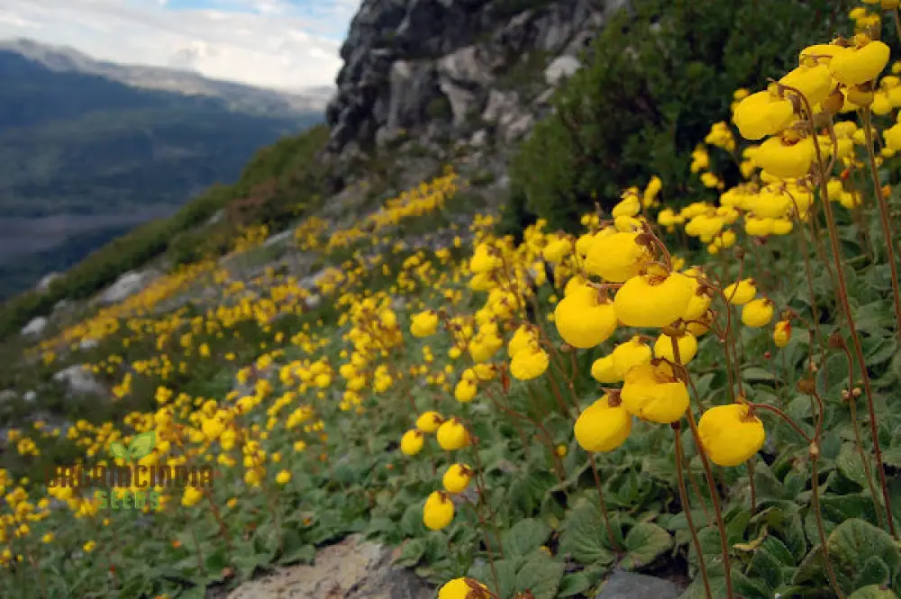 Calceolaria filicaulis Flower Seeds for Planting, Cultivating Delicate and Stunning Blooms in Your Garden - Image 3