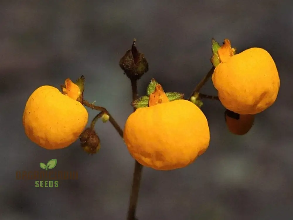 Calceolaria filicaulis Flower Seeds for Planting, Cultivating Delicate and Stunning Blooms in Your Garden - Image 4