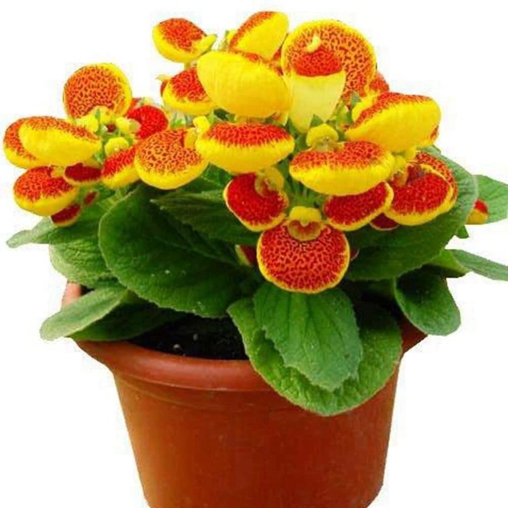 Calceolaria integrifolia Seeds – Hardy and Beautiful Blooming Variety for Garden Planting