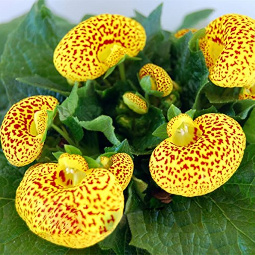 Calceolaria integrifolia Seeds – Hardy and Beautiful Blooming Variety for Garden Planting - Image 2