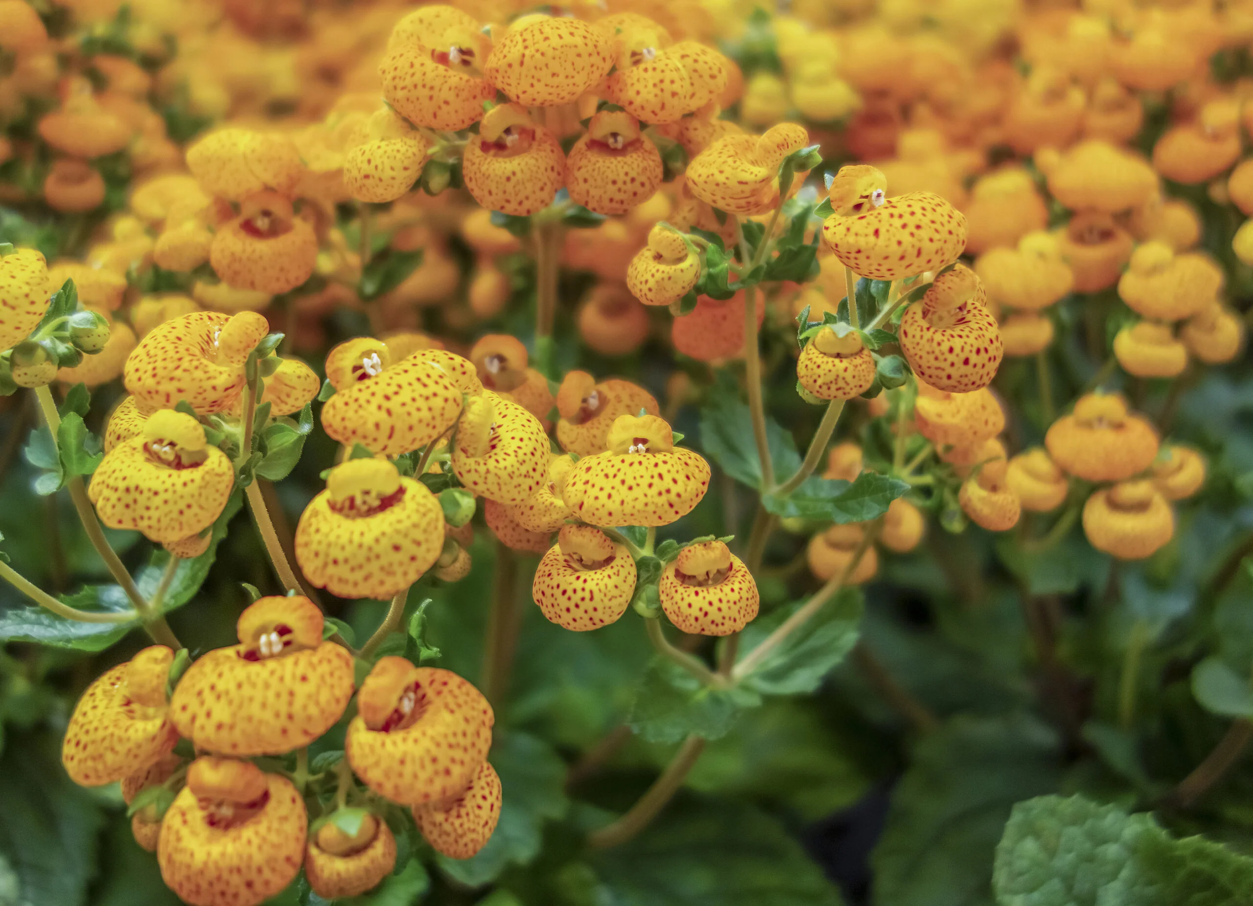Calceolaria integrifolia Seeds – Hardy and Beautiful Blooming Variety for Garden Planting - Image 3