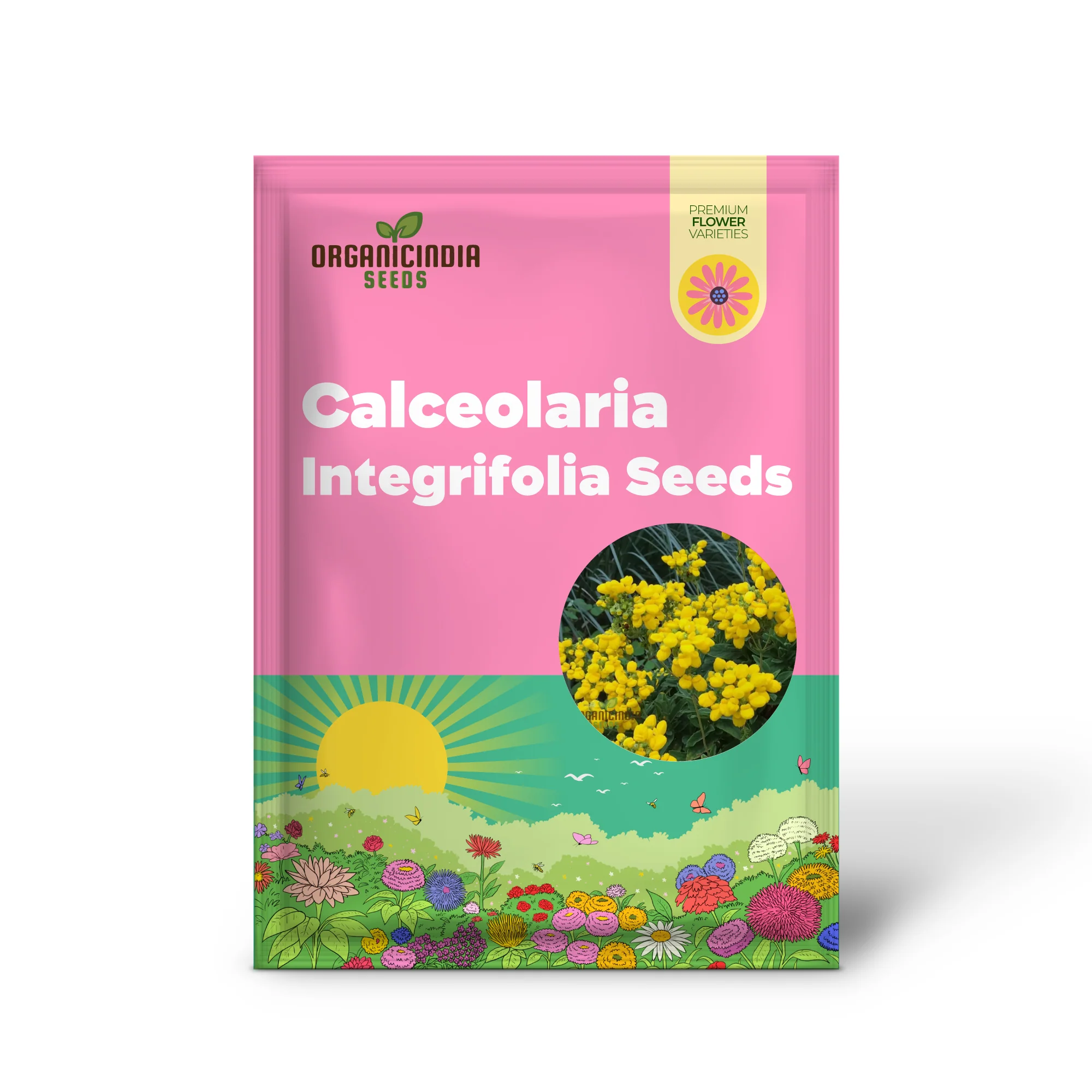 Calceolaria integrifolia Seeds – Hardy and Beautiful Blooming Variety for Garden Planting - Image 4