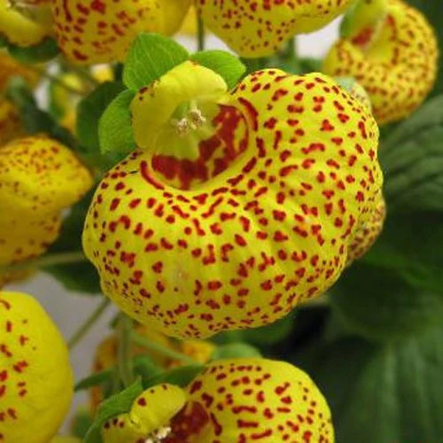 Calceolaria integrifolia Seeds – Hardy and Beautiful Blooming Variety for Garden Planting - Image 5