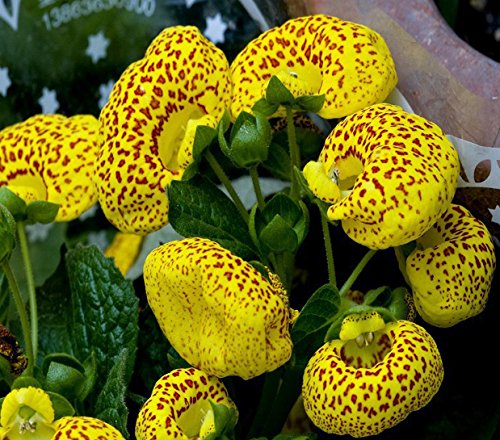 Calceolaria integrifolia Seeds – Hardy and Beautiful Blooming Variety for Garden Planting - Image 6