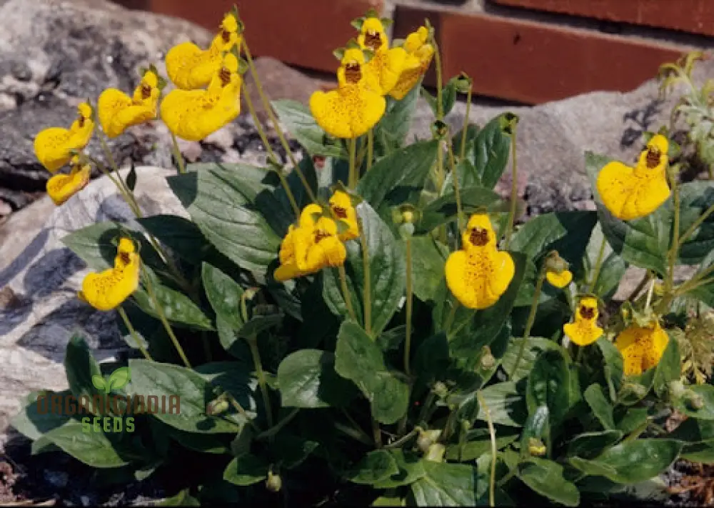 Calceolaria 'John Innes' Flowering Seeds for Planting, Growing Vibrant Blooms for Your Garden