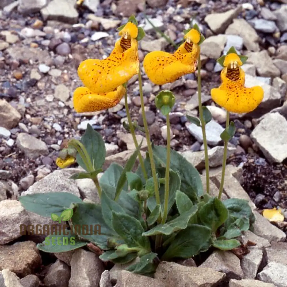 Calceolaria 'John Innes' Flowering Seeds for Planting, Growing Vibrant Blooms for Your Garden - Image 3