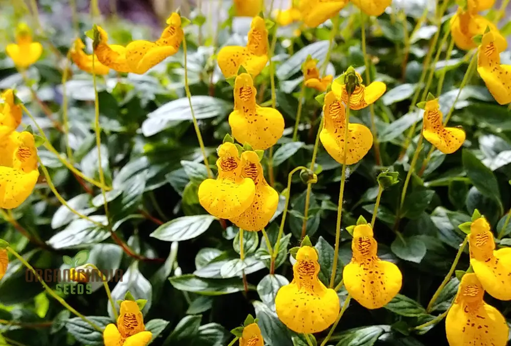 Calceolaria 'John Innes' Flowering Seeds for Planting, Growing Vibrant Blooms for Your Garden - Image 4