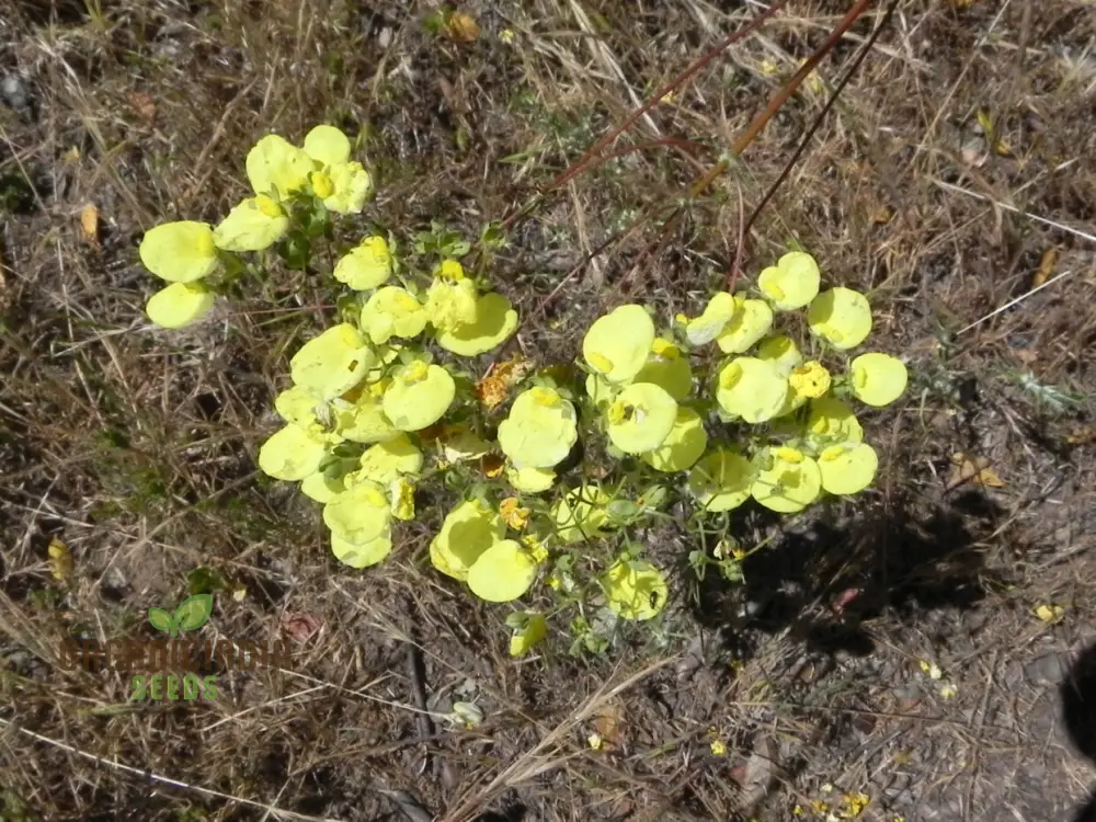 Calceolaria Nudicaulis Flower Seeds, Perfect for Planting, Gardening, and Vibrant Flower Displays - Image 3