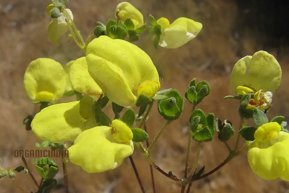Calceolaria Nudicaulis Flower Seeds, Perfect for Planting, Gardening, and Vibrant Flower Displays - Image 4