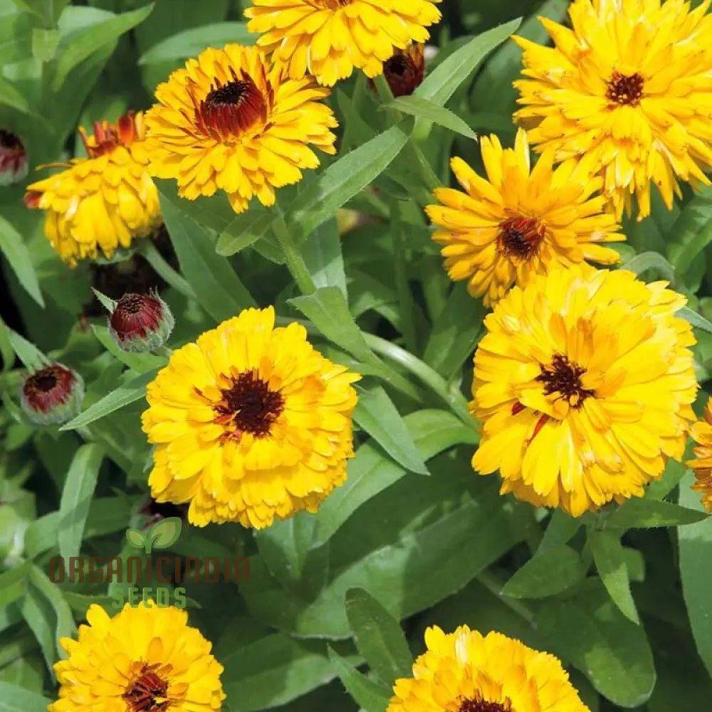 CALENDULA OFFICINALIS 'BULLS EYE' Flower Seeds for Planting, Ideal for Planting, Gardening, and Vibrant Blooms