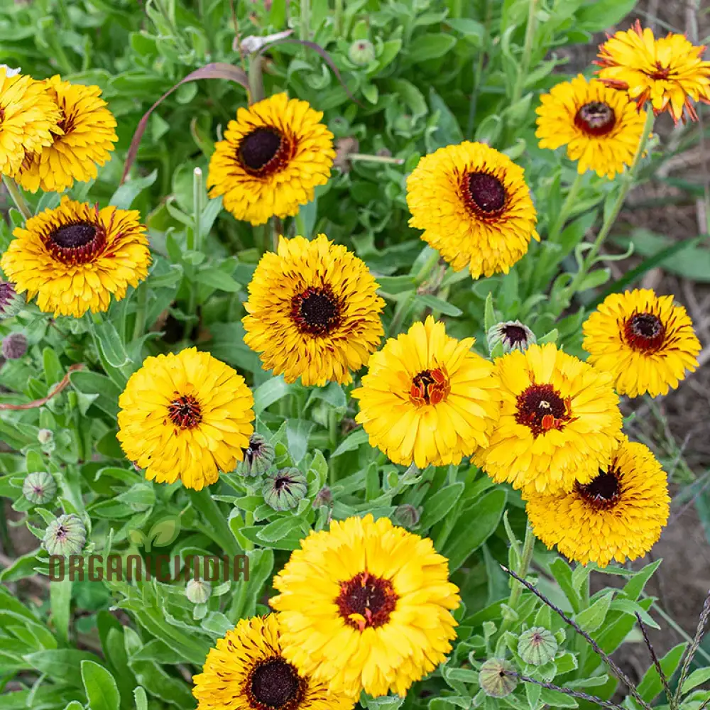 CALENDULA OFFICINALIS 'BULLS EYE' Flower Seeds for Planting, Ideal for Planting, Gardening, and Vibrant Blooms - Image 3